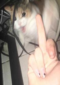 讨厌又怎么样,还不是要乖乖挨操(百合H)